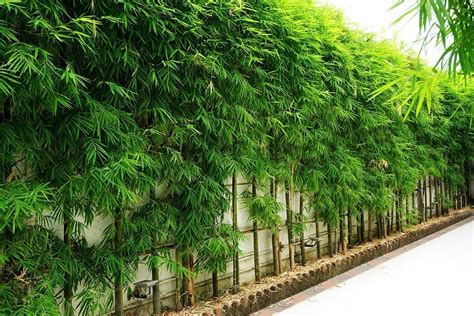 What Bamboo Is Best for Privacy Screens? | Bamboo Plants HQ