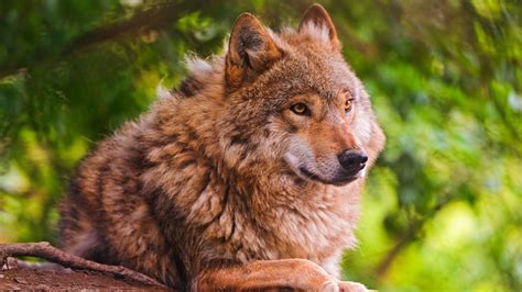 Animal Wolf Is Sitting In A Background of Green Trees 4K HD Animals ...