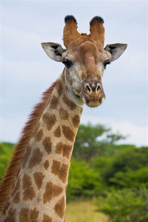 Giraffe Head And Neck Stock Images - Image: 17876974