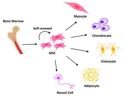 Schematic representation of Mesenchymal Stem Cells (MSCs)... | Download ...