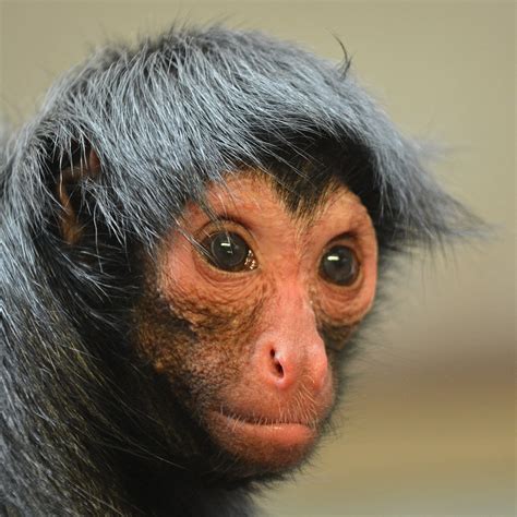 Red-faced Spider Monkey - Profile | Facts | Endangered - Primates Park