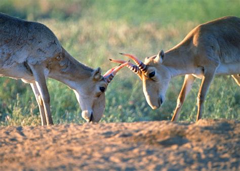 The Saiga Antelope - SNSH