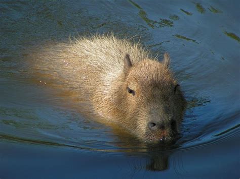 Capybara swimming by Henrieke on DeviantArt