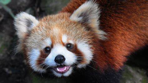 Cute red panda cubs delight crowds in new Hangzhou home - CGTN