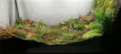 update on my carnivorous plants terrarium : r/terrariums