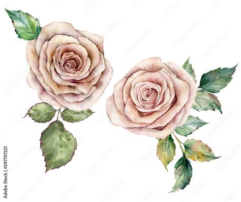 Watercolor pink roses and leaves card. Hand painted floral composition ...