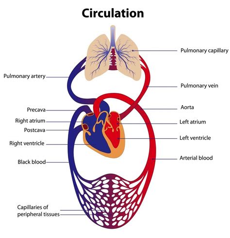 diagram of the human circulatory system - Google Search | Human ...