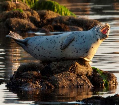 Harbor seal species profile | Encyclopedia of Puget Sound