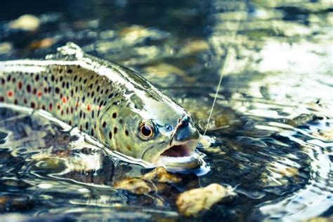 31 Essential Tips for Fly Fishing for Trout – Outdoor Troop