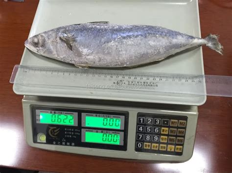 Best Canned Mackerel Brands Pacific Chub Mackerel 400-600g - Buy Blue ...