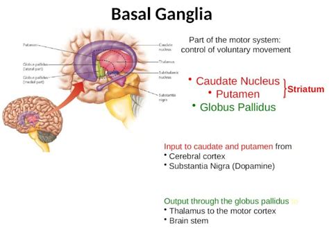 (PPTX) Basal Ganglia Part of the motor system: control of voluntary ...