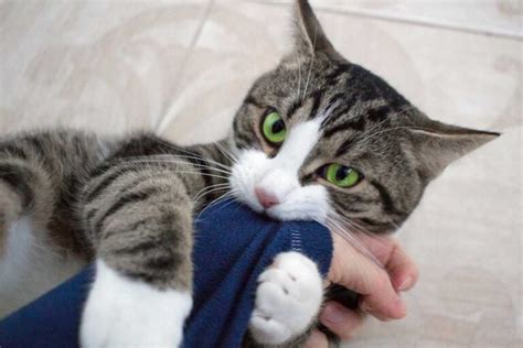 Top 9 Cat Behavior Problems [And How To Deal With Them] - TheCatSite