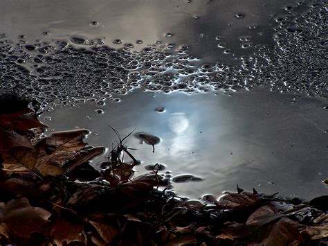 Winter Rain I Reflections In Rain Puddles Color Photograph By Luise ...