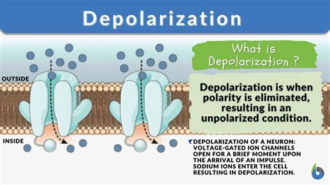 Depolarization - Definition and Examples - Biology Online Dictionary