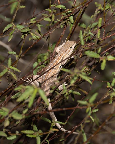 An Evening at Sabino Canyon – Foothills Clusters Wildlife