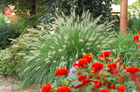 24 of the Prettiest Ornamental Grasses for Your Garden | Grasses ...