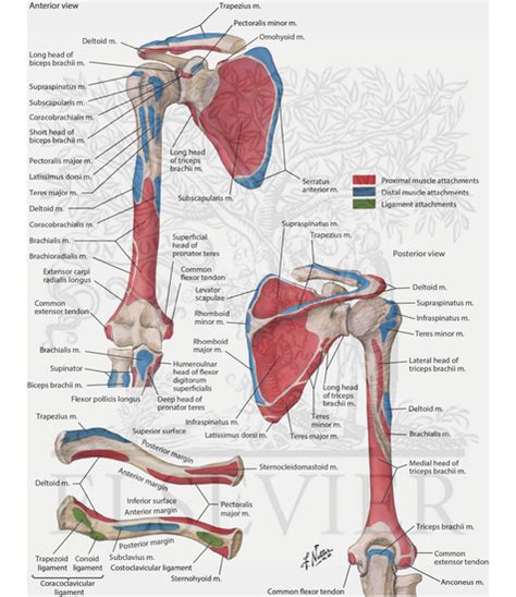 Muscle Attachment Sites of Humerus, Scapula, and Clavicle