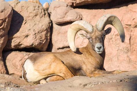 Arizona-Sonora Desert Museum – Wild Animals in Tucson AZ