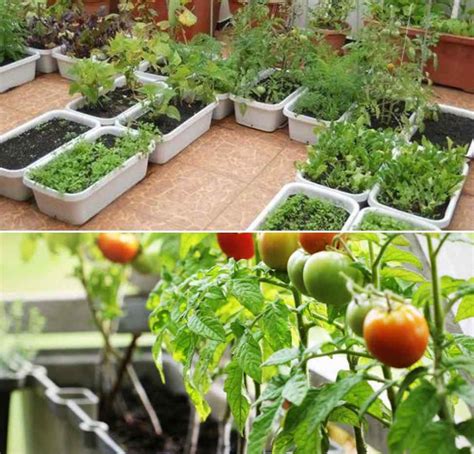 Terrace Organic Vegetables Growing - a Full Guide | Gardening Tips