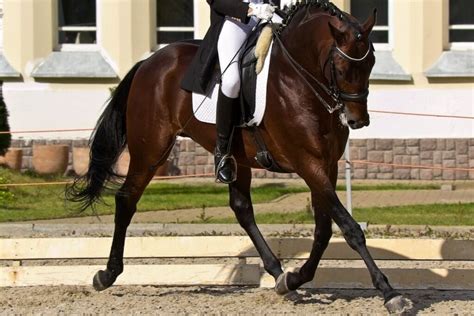 Dressage Levels - Scoring, Concepts, and Movements Required | Helpful ...