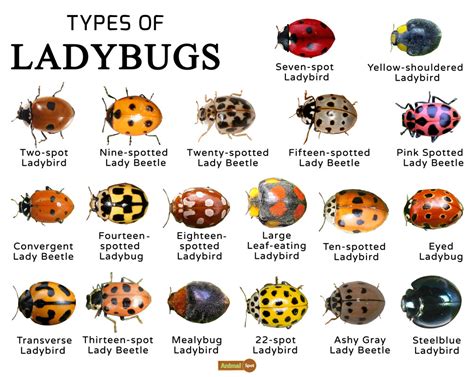 Ladybugs Facts, Types, Lifespan, Classification, Habitat, Pictures