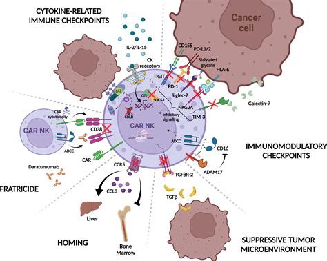 Frontiers | Overcoming tumor resistance mechanisms in CAR-NK cell therapy