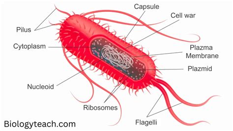 Structure and Function of a Typical Bacterial Cell with Diagram