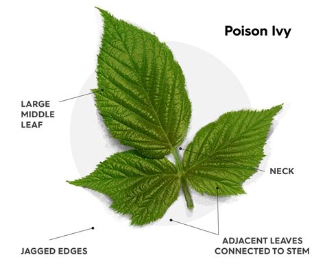 How To Identify Poison Ivy