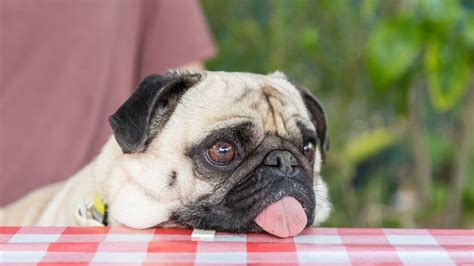 15 Pug Facts That Everyone Needs To Know!