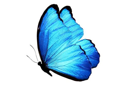 Blue Butterfly Spiritual Meaning & Symbolism: Full Guide