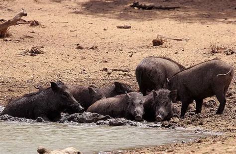 Wild Boar - Description, Habitat, Image, Diet, and Interesting Facts