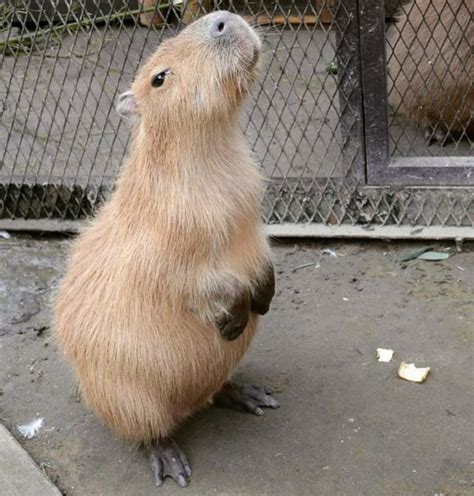 capybara FROM INCEL TO GIGACHAD : r/capybara