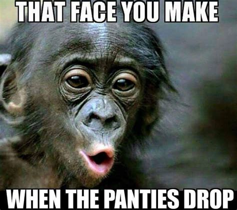 31 Top Notch Pics And Memes To Make You Laugh | Funny monkey pictures ...