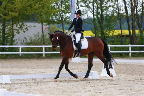 How to Ride Dressage Movements ⋆ How To Dressage