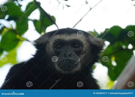 Pileated Gibbon Looking Out Stock Image - Image of gibbon, hylobates ...