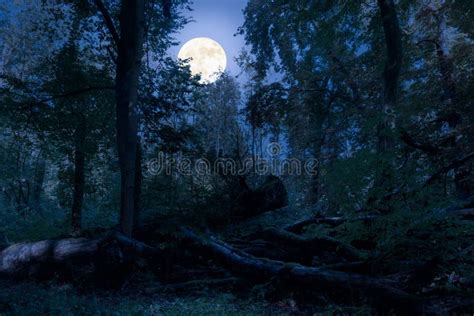 At Night in the Forest with a Romantic Blue Full Moonlight. Stock Photo ...