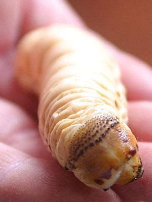 What it's like to eat tarantula (and other weird foods of the world ...