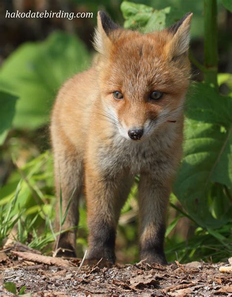 Hakodate Birding: Fox Cubs #2