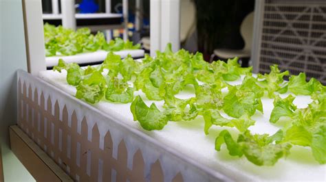 Hydroponics 101: What You Need to Start Growing