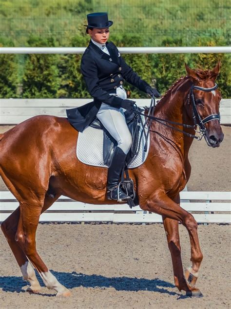 How Are Horses Trained for Dressage – An Interactive Guide