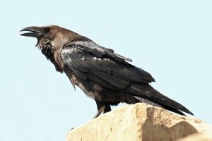 The science behind caramel crows