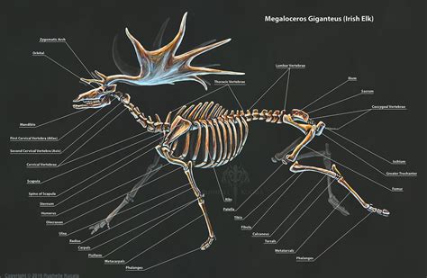 Megaloceros Giganteus Skeletal Study by TheDragonofDoom on DeviantArt