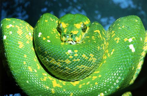 Snake Species Commonly Kept as Pets