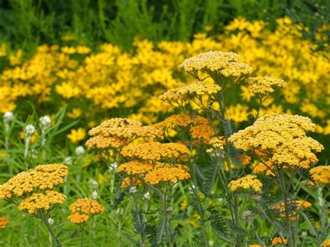 Plants For Full Sun And Dry Soil - Best Plants For Dry Soil Full Sun