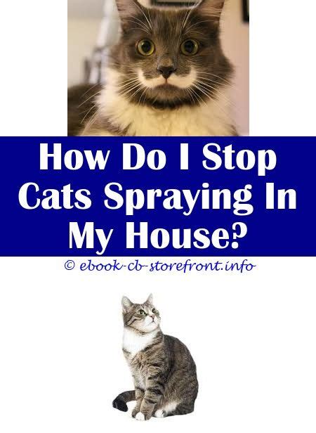 10+ Amazing How-to-stop-cat-spraying-behaviour | Admirable