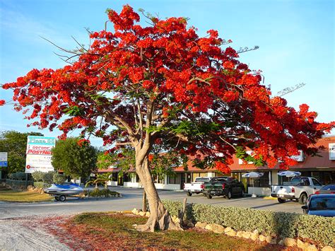 File:Royal Poinciana.jpg - Wikipedia