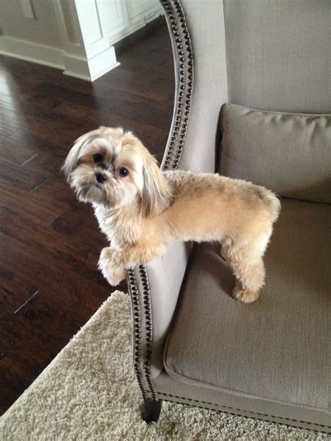 pictures of shorkie haircuts - Google Search | Shorkie puppies, Dog ...