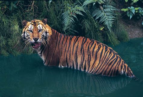 Sumatran tiger | mammal | Britannica