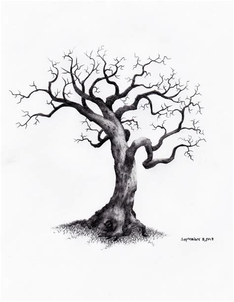 Tree Day 305 Oak Tree Drawings, Pencil Trees, Tree Sketches, Art ...