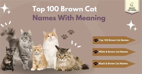 100 Best Brown Cat Names With Meaning - Drlogy Cat Names